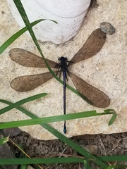 Argia tibialis