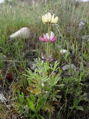 Lupinus gredensis
