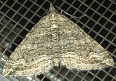 Perizoma custodiata