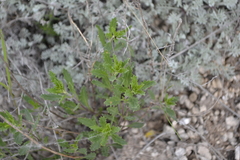 Scrophularia cretacea