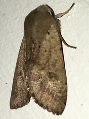 Orthosia behrensiana
