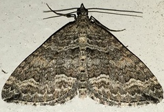Perizoma custodiata