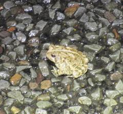 Anaxyrus fowleri