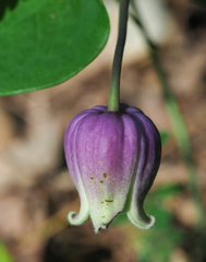 Clematis addisonii