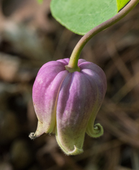 Clematis addisonii