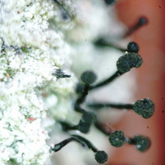 Chaenothecopsis