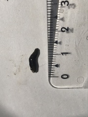 Polycelis nigra
