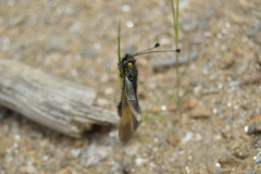Libelloides hispanicus