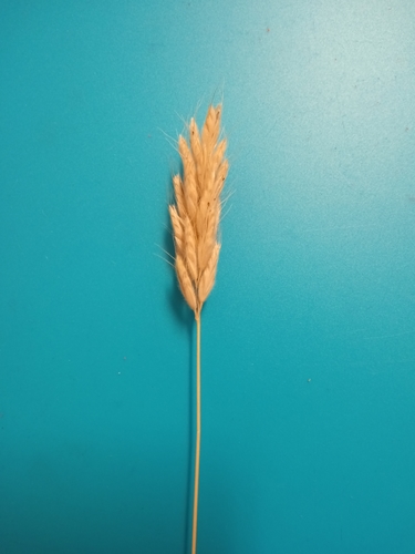 Švelnioji dirsė nuotrauka