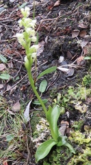 Pseudorchis straminea