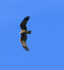 Milvus migrans