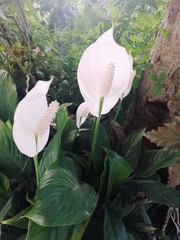 Spathiphyllum wallisii