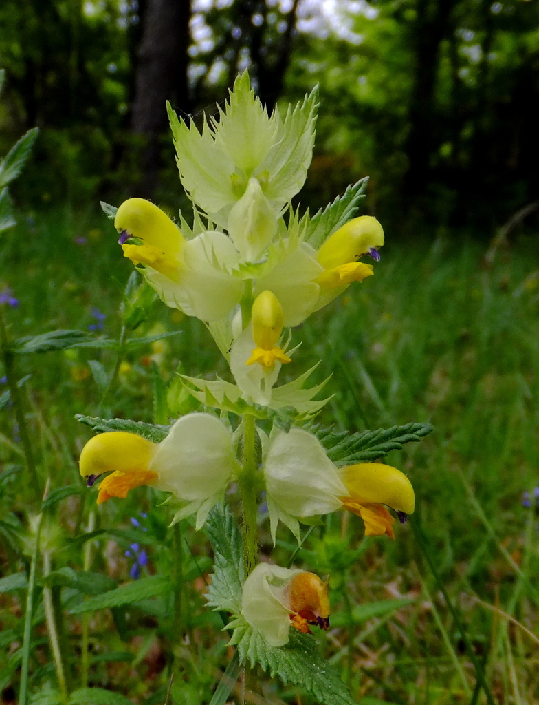 Dwarf Yellow Rattle