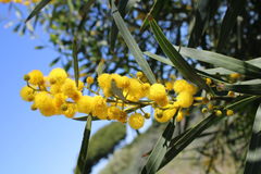 Fabaceae