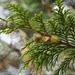 Nootka Cypress - Photo (c) M. Goff, some rights reserved (CC BY-NC-SA), uploaded by M. Goff