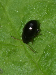 Batophila rubi