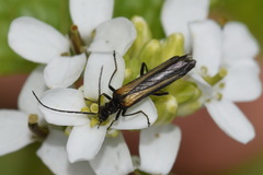 Oedemera pthysica