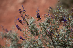 Psorothamnus fremontii