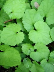 Alliaria petiolata