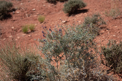 Psorothamnus fremontii