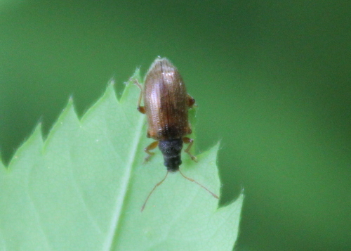 Brown Leaf Weevil photo 3