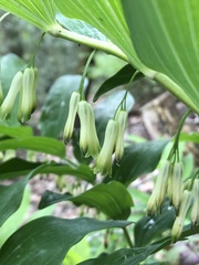 Polygonatum multiflorum