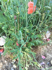 Papaver