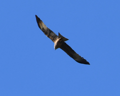 Milvus migrans