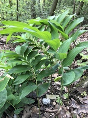Polygonatum multiflorum