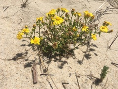 Senecio gallicus