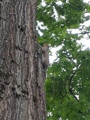 Sciurus carolinensis