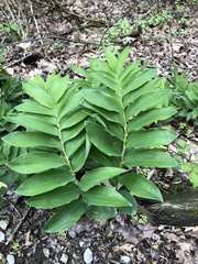 Polygonatum multiflorum