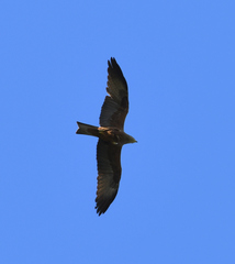 Milvus migrans