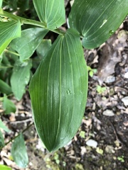 Polygonatum multiflorum
