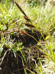 Carex hostiana