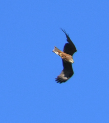 Milvus migrans
