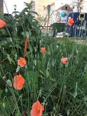 Papaver