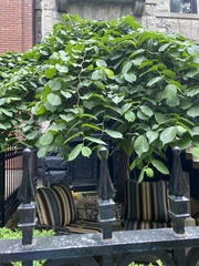 Magnoliopsida