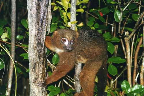 Red-bellied Lemur