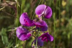 Lathyrus latifolius