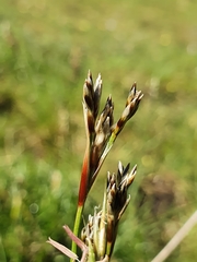 Juncus squarrosus