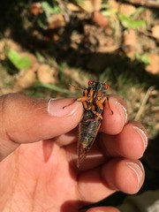 Magicicada septendecula