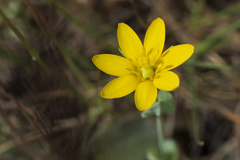 Blackstonia perfoliata