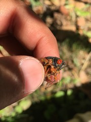 Magicicada septendecula