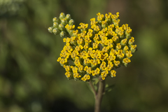 Achillea ageratum
