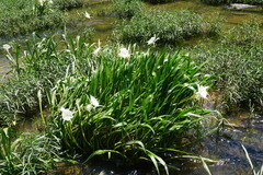 Hymenocallis coronaria