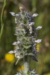 Stachys germanica