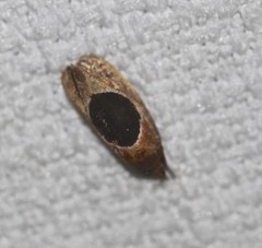 Hoplomorpha abalienella