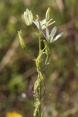 Ornithogalum narbonense