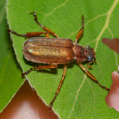 Dichelonyx subvittata